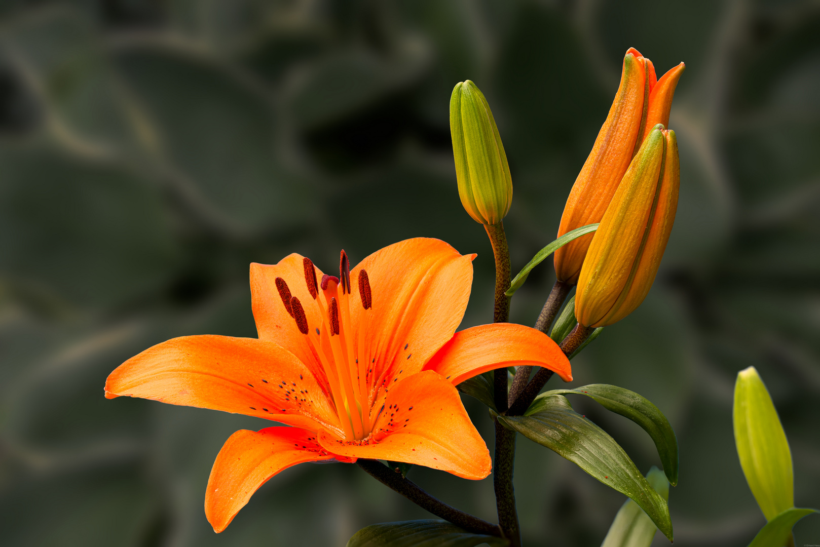 orange Lilie 13