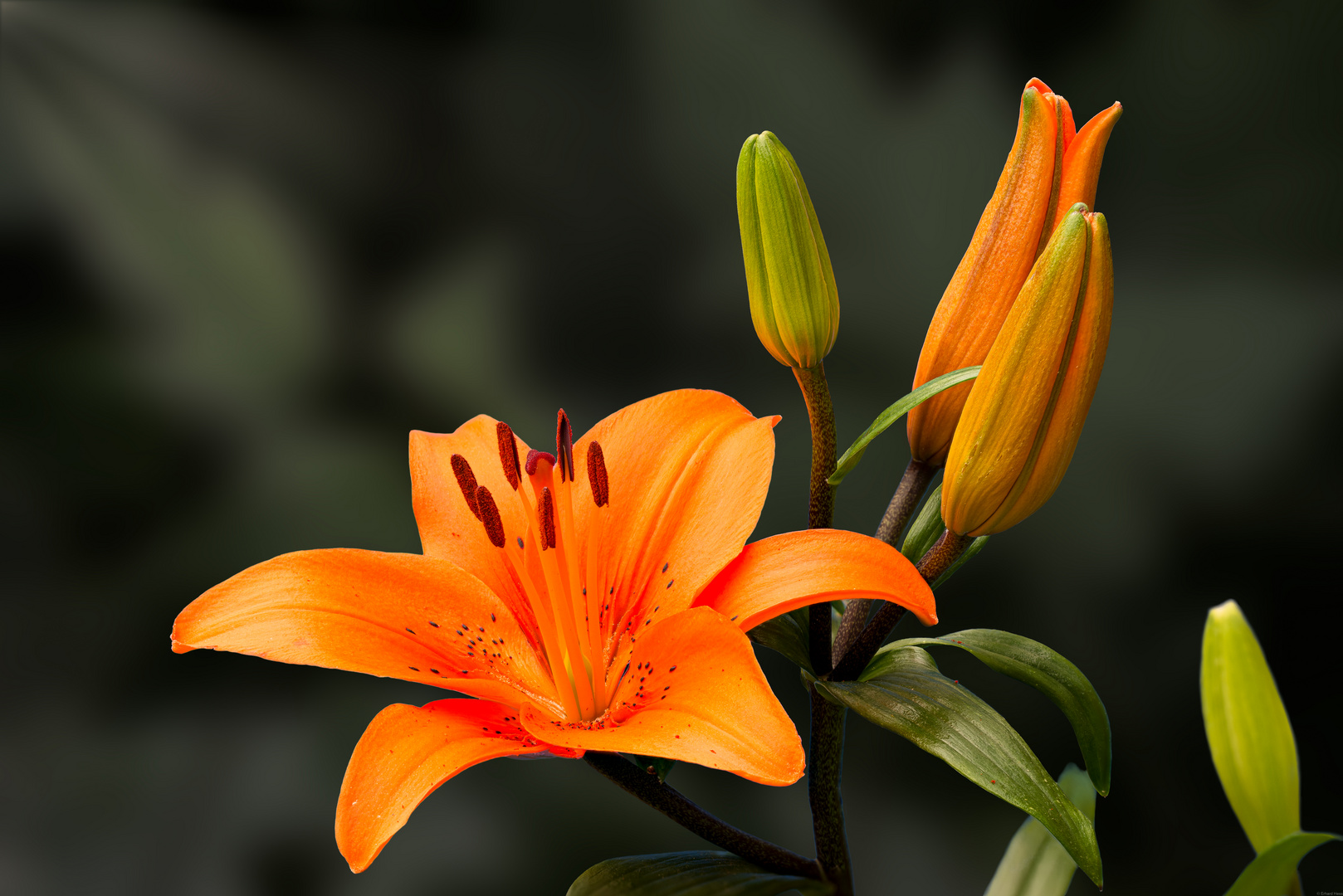 orange Lilie 16
