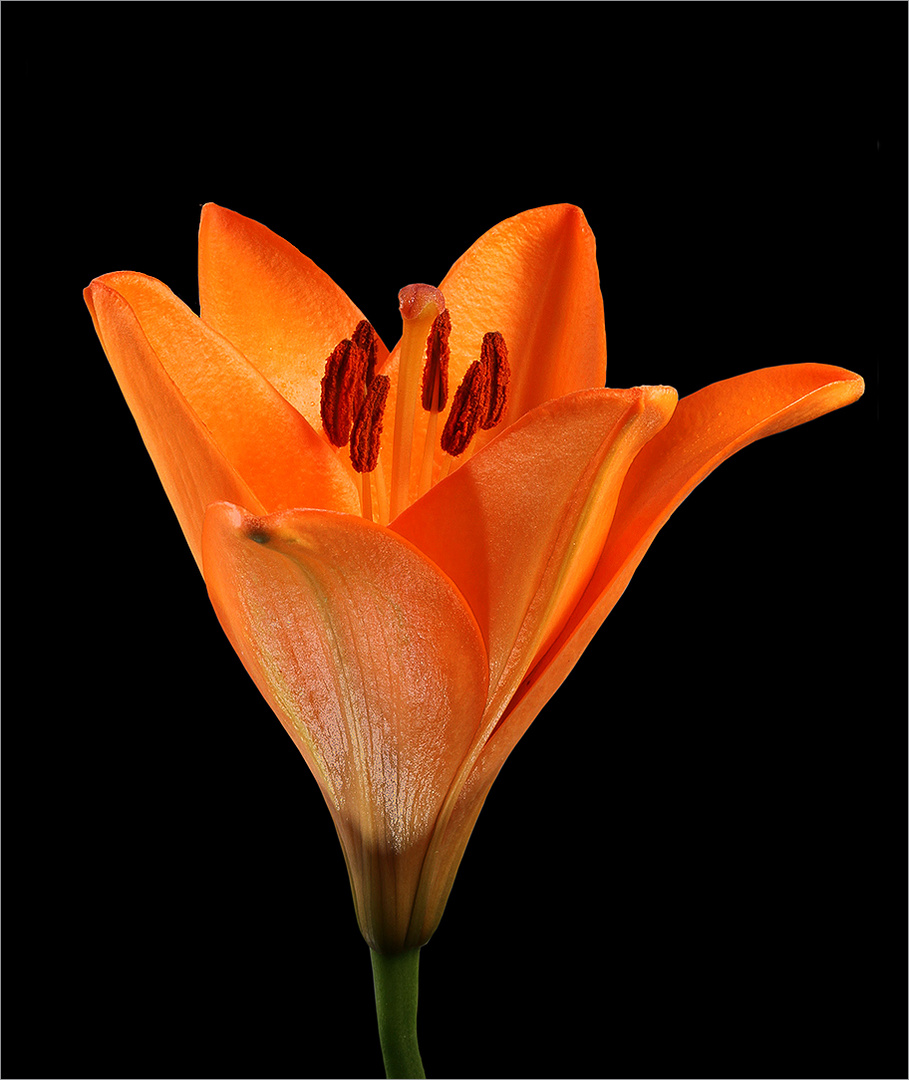Orange Lilie 2