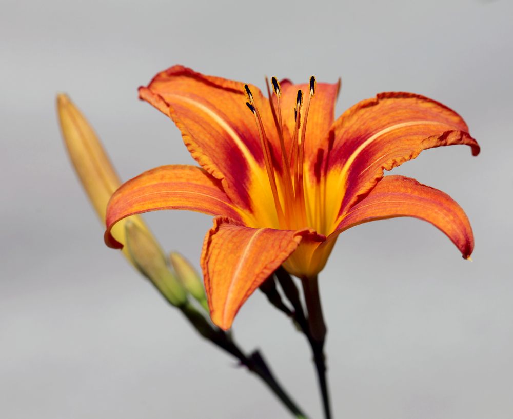 Orange Lilie (Taglilie)