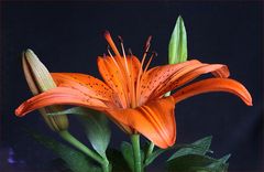 Orange Lilien