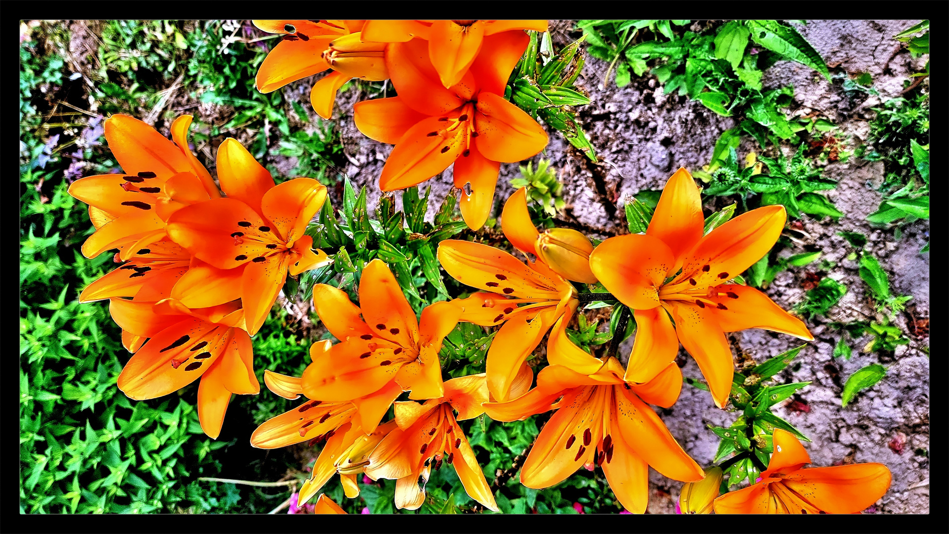 Orange Lilien
