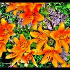 Orange Lilien