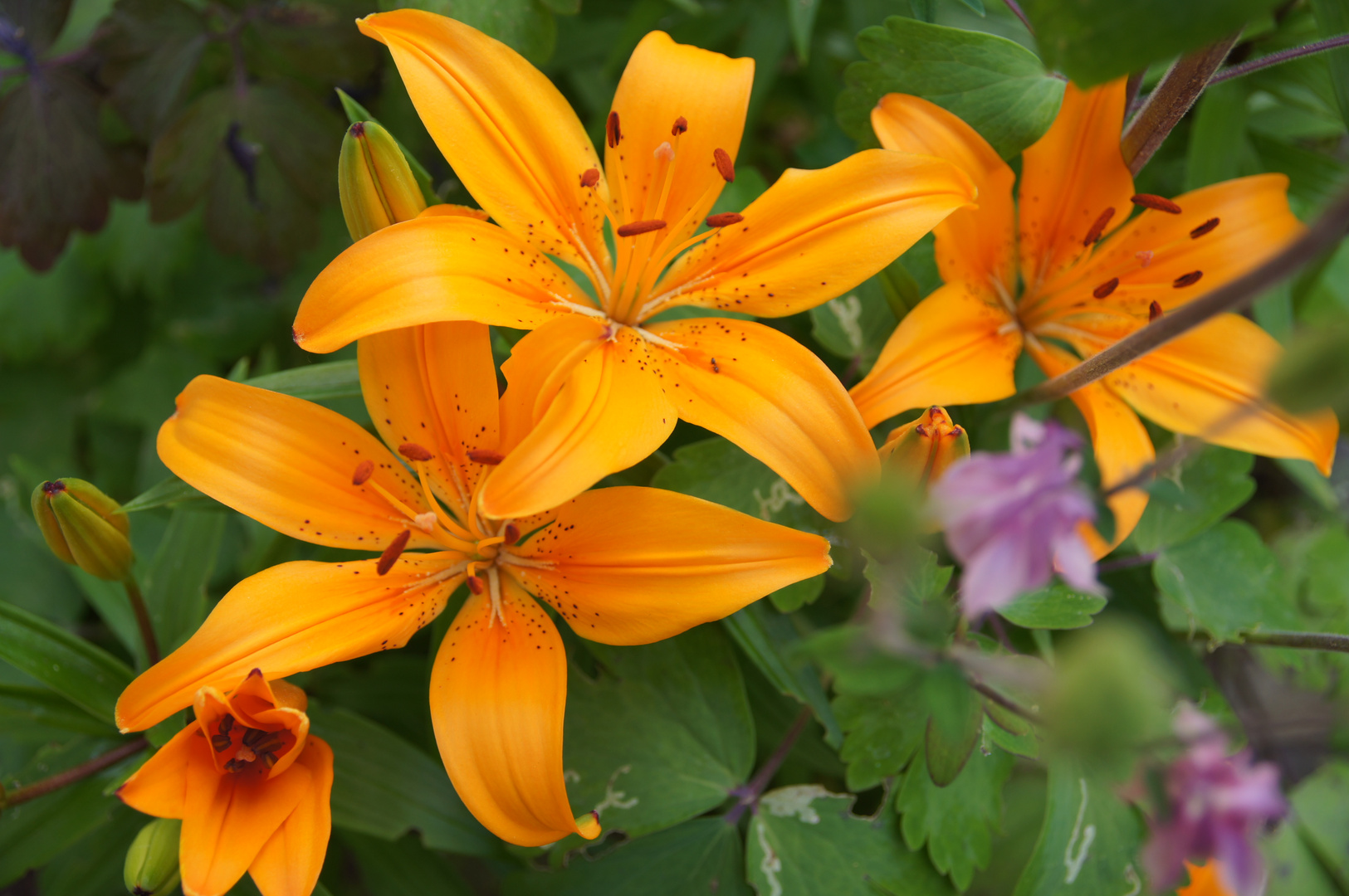 Orange Lilien