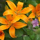 Orange Lilien