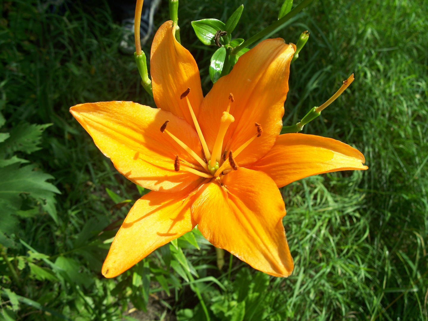 Orange Lilienblüte