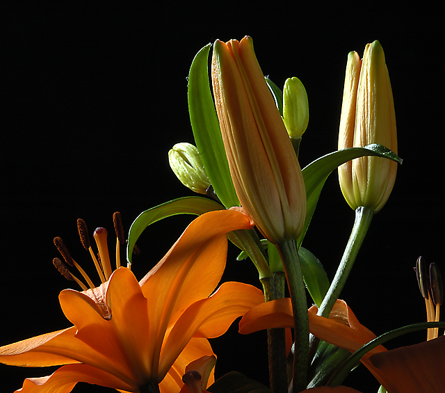 Orange Lilium #2