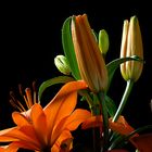 Orange Lilium #2