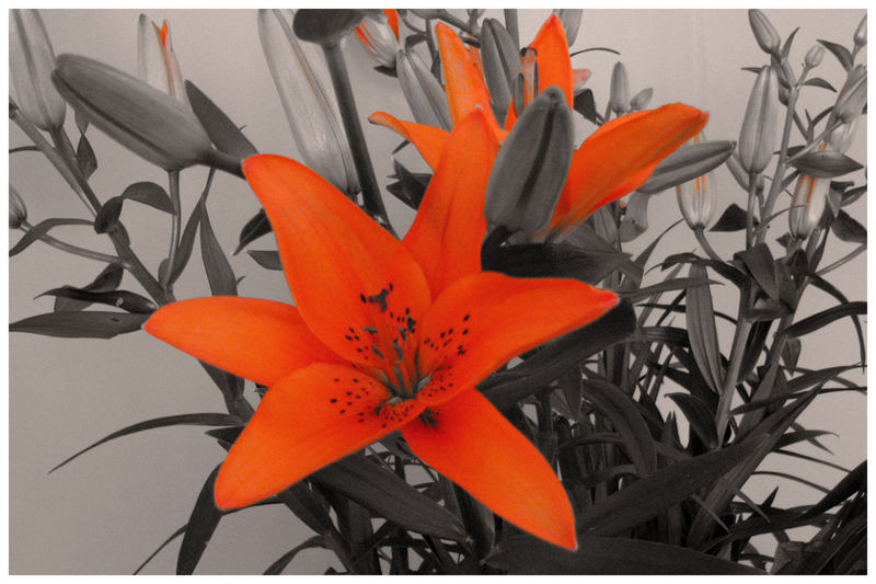 Orange Lillies