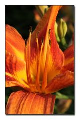 Orange lily