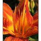 Orange lily