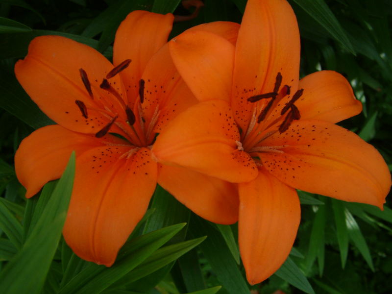 orange lily