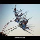 orange line