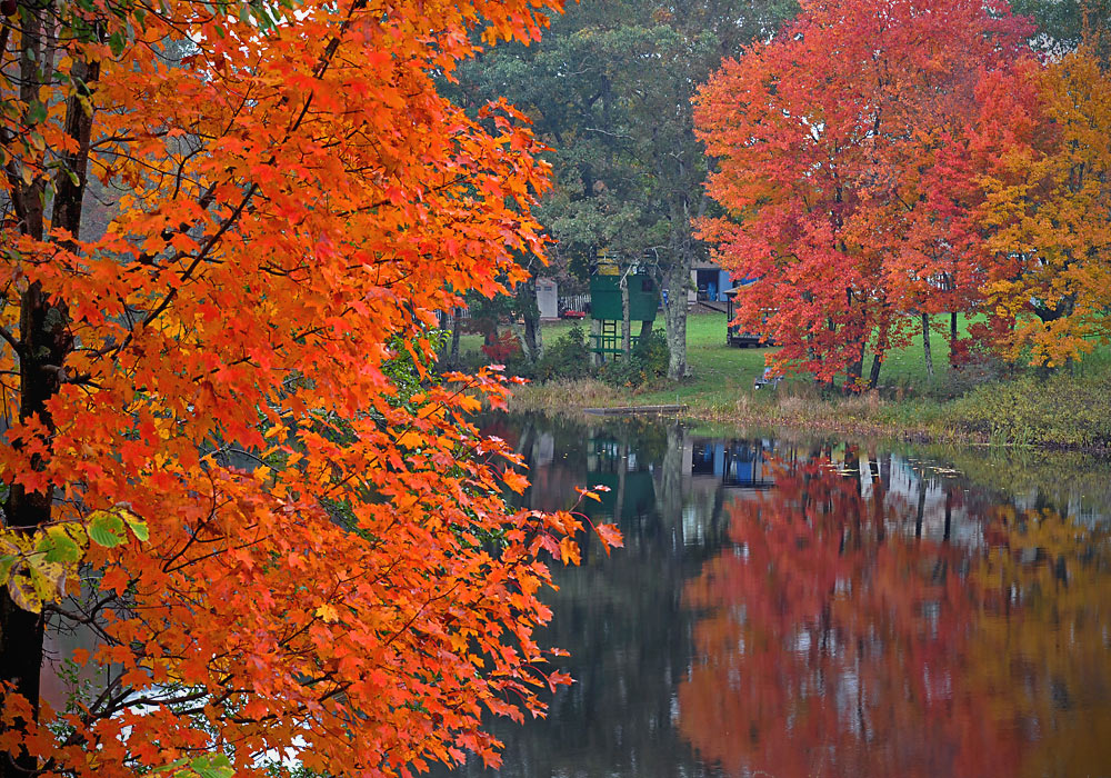 Orange Maine