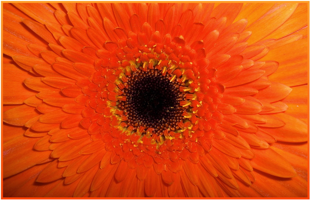 orange mandala