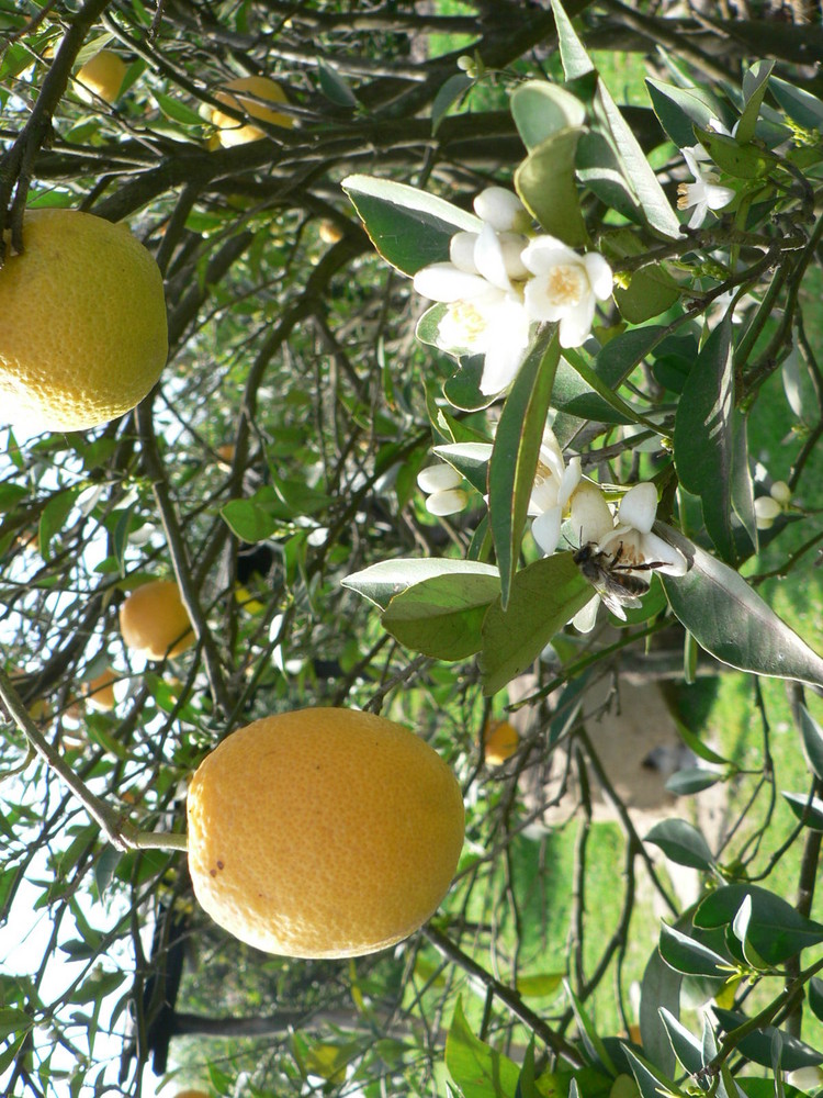 orange | mazandaran | bandpey