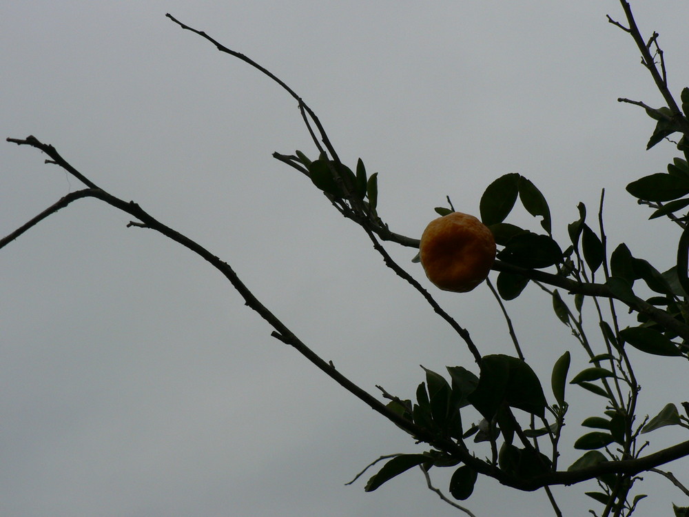 orange | mazandaran | bandpey