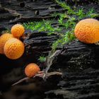 orange Minipilze 