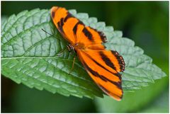 Orange mit einem Fühler