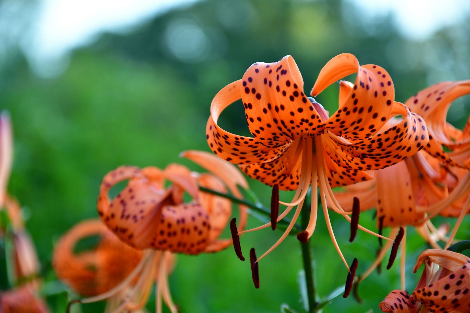 Orange mit schwarzen Punkten