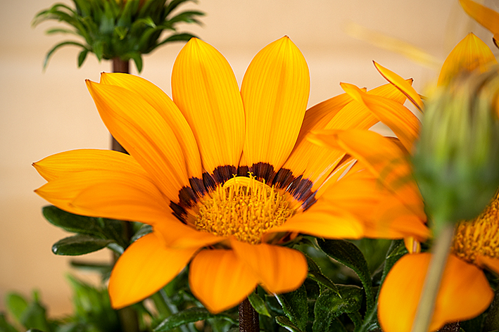 Orange Mittagsblume