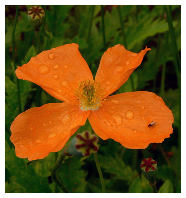 Orange Mohn Landebahn