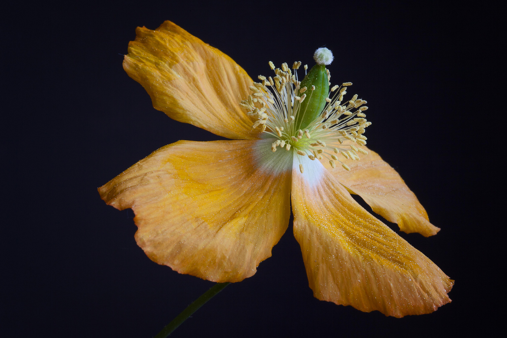 Orange Mohnblüte