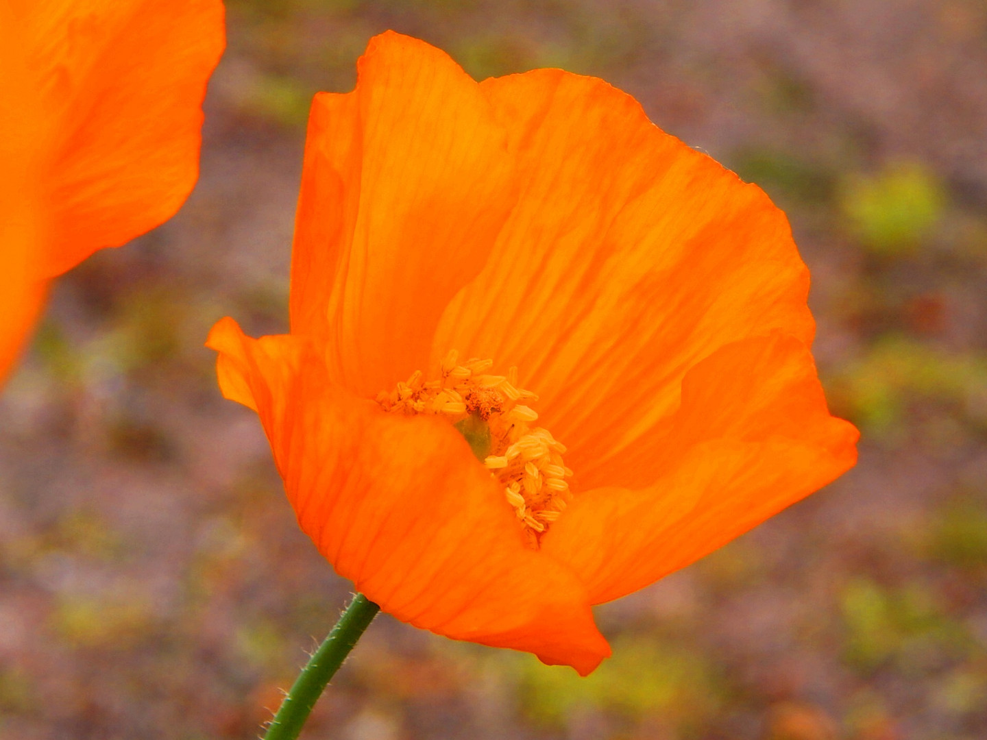 Orange Mohnblume