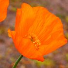 Orange Mohnblume