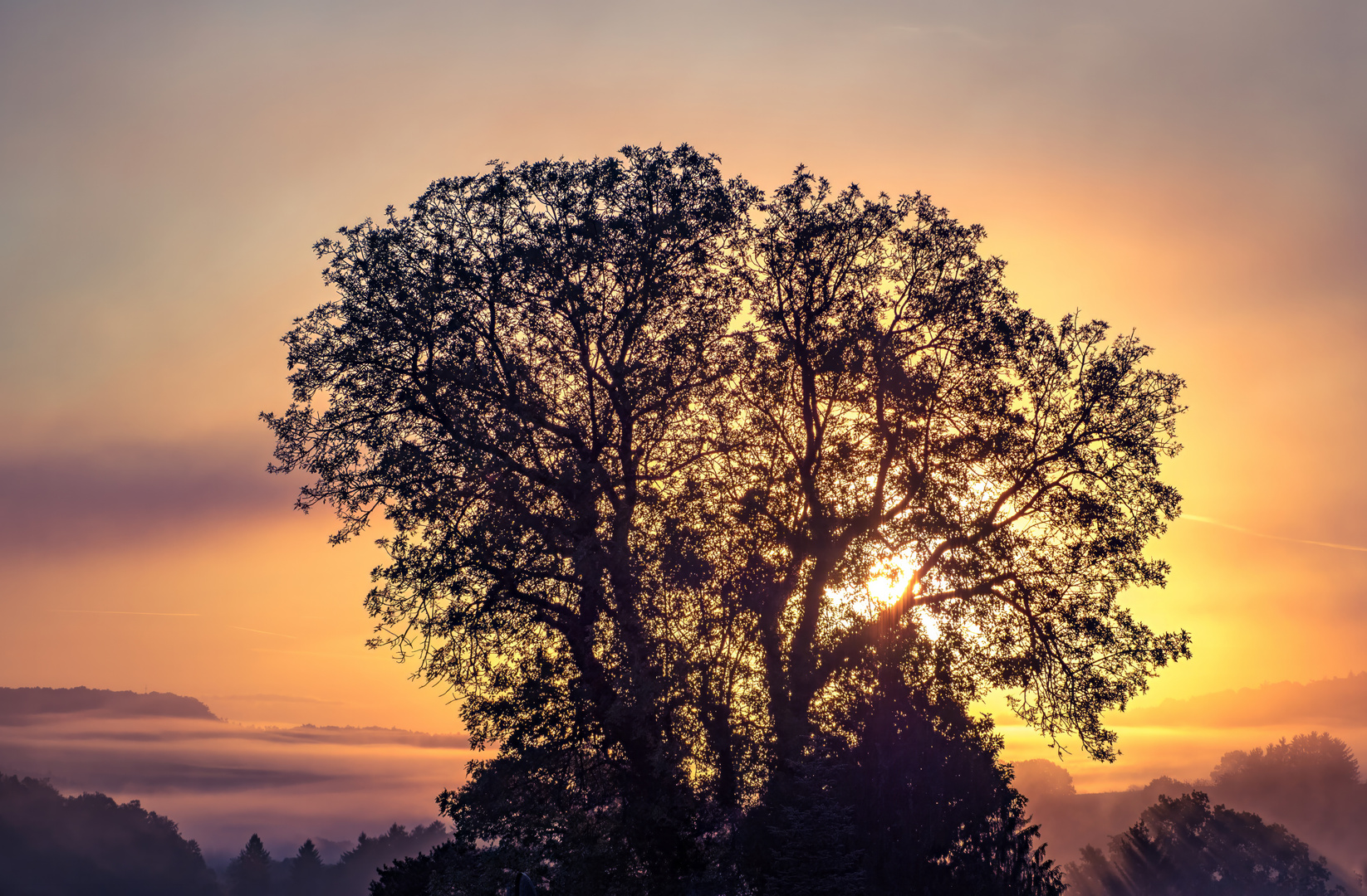 Orange Morning