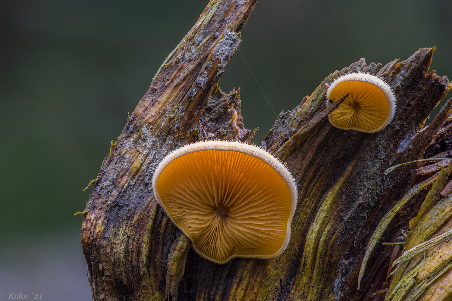 Orange Mützchen