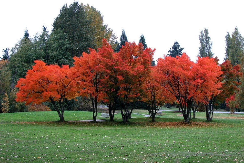 Orange Oasis in the Rain