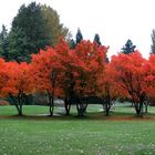 Orange Oasis in the Rain