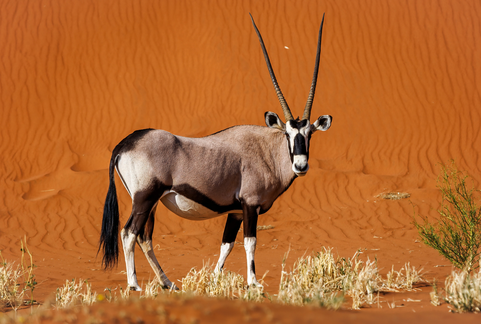 ~ ORANGE ORYX ~