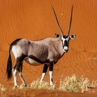 ~ ORANGE ORYX ~