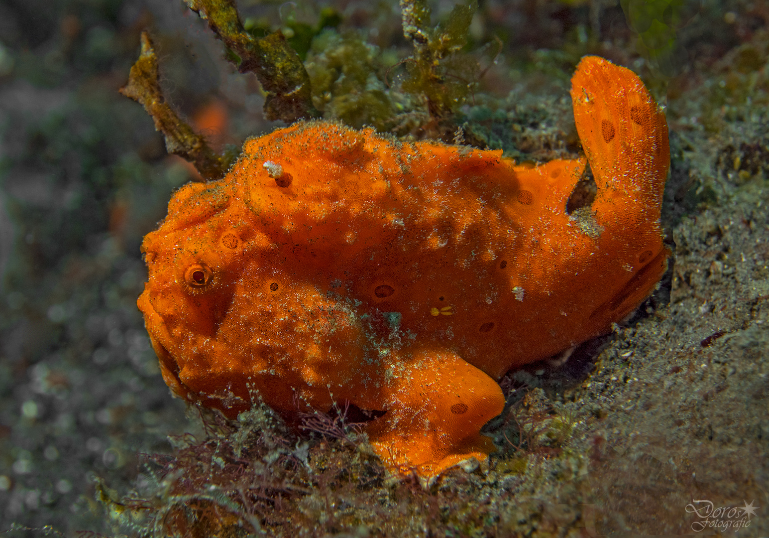 Orange painted frogfish 