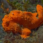 Orange painted frogfish 
