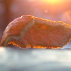 Orange Peel