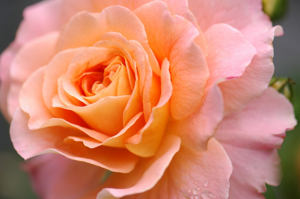 orange pink rose in full blossom