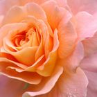 orange pink rose in full blossom