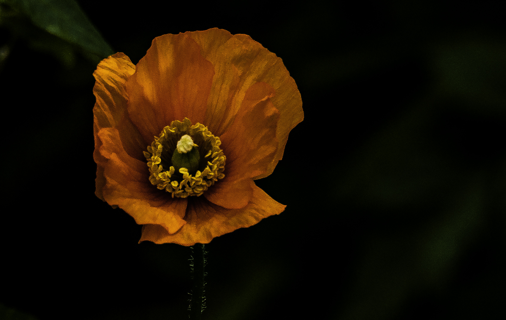 Orange Poppy 2024