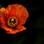 Orange Poppy 2024