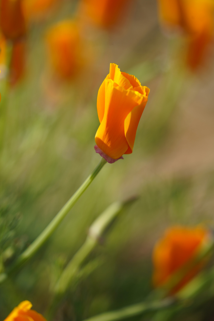 Orange Poppy