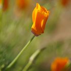 Orange Poppy