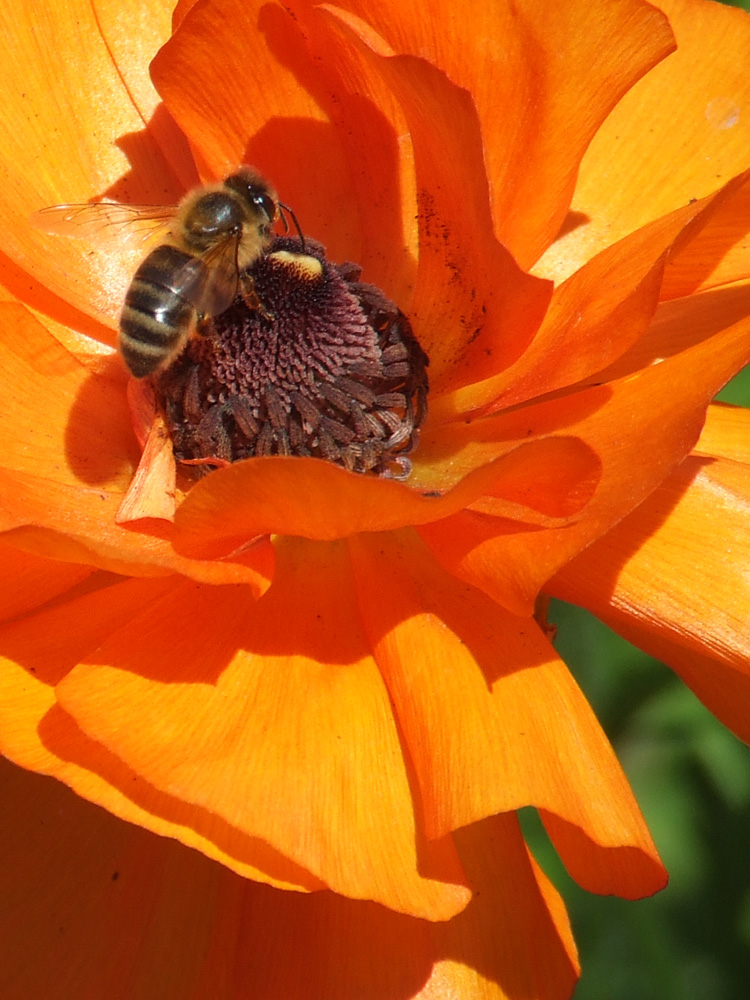 Orange Poppy