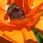 Orange Poppy