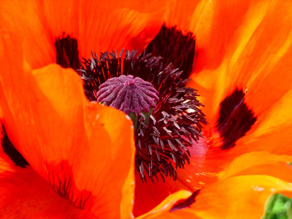 orange poppy