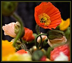 Orange Poppy and Co.