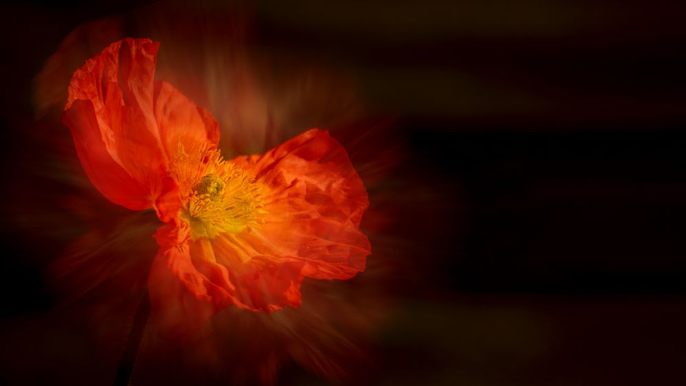 orange poppy