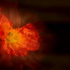 orange poppy